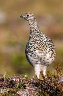 Alpine ptarmigan, Finland, Lagopus muta, Lagopus mutus, ptarmigan, birds, chickens, female,
