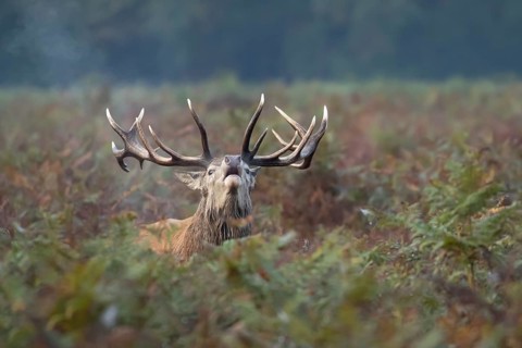 Red deer (Cervus elaphus) adult male stag animal roaring with its mouth open during the annual rut