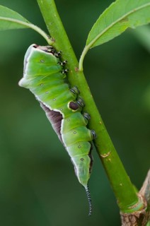Cerura vinula, fork tail, large fork tail, notodontidae, puss moth, toothmoth, butterfly,