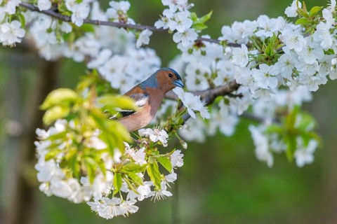 Chaffinch, fringilla coelebs, fruit tree blossoms, birds, spring, male, passeri, songbirds, song