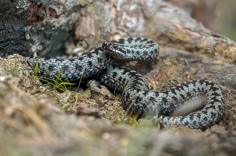 European adder, European viper, venomous snake, vipera berus, critters, poisonous reptiles,