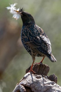 Star, Starling, Sturnus Vulgaris, Birds, Feather, High Size, Portrait, Nest Building, Nest