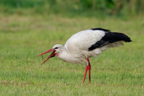 White Stork (Ciconia ciconia) eating earthworm, North Rhine-Westphalia, Germany