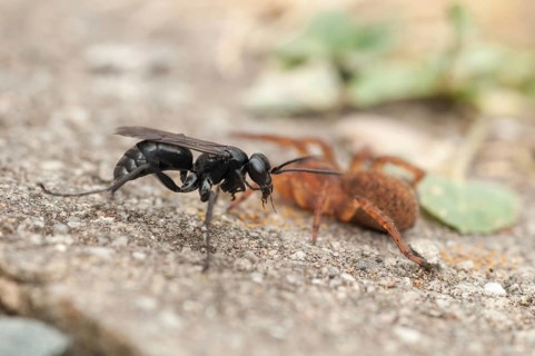 Anoplius nigerrimus, common black spider-hunting wasp, hymenoptera, pompilidae, black