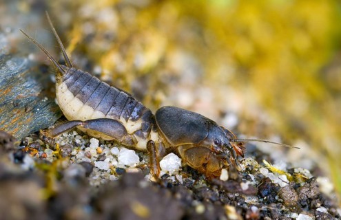 European mole cricket, grasshoppers, gryllotalpa gryllotalpa, half-devil, youth form, mole