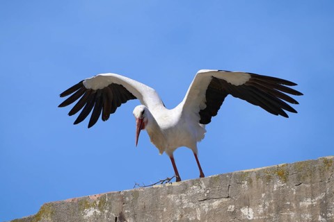 Flying white stork, ciconia ciconia, in Andalusia near Jerez de la Frontera, Spain