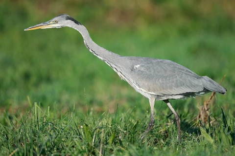 A grey heron (Ardea cinerea) foraging in a meadow, North Rhine-Westphalia, Germany