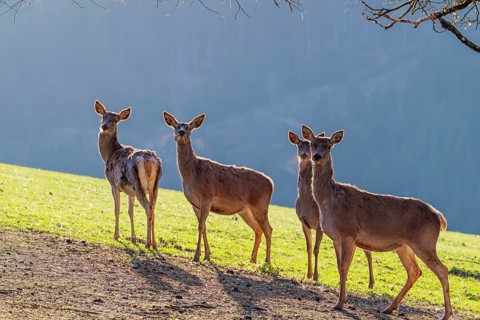 Four female red deer (Cervus elaphus) stand backlit on a sunny morning in a green meadow in hilly
