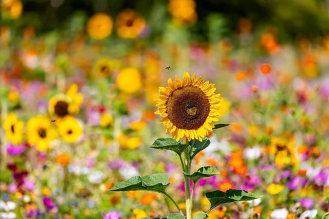 Flower meadow with blooming sunflowers and colorful flowers on the island of Reichenau in Lake