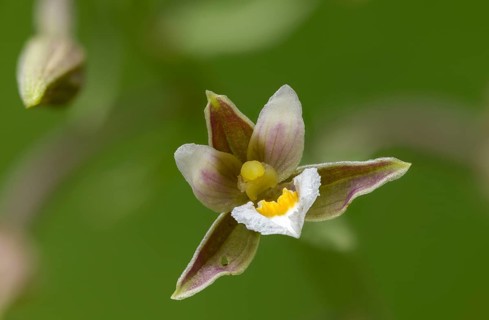 Common marsh root, epipactis palustris, orchidaceae, orchids, orchid family, swamp sitter, marsh