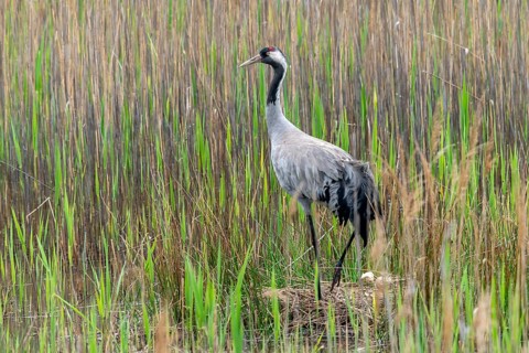 Brandenburg, Crane, Germany, Grus Grus, Crane, Nabu, Nabu Project, National Natural Heritage,