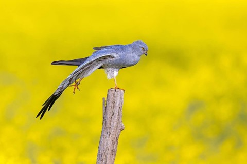 Montagu's harrier (Circus pygargus) adult male stretching wing while perched on wooden fence post