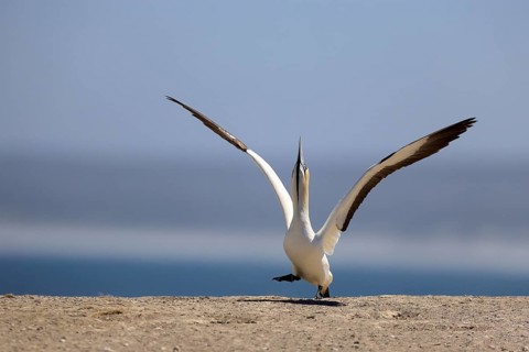 Cape Gannet (Morus capensis), adult, in flight, taking off, flying away, on land, coast, beach,