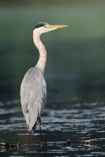 A grey heron (Ardea cinerea) standing in the water, North Rhine-Westphalia, Germany