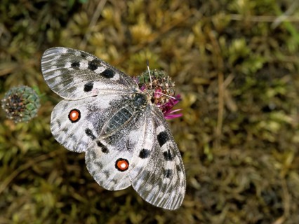 Apollo butterfly, Parnassius Apollo, Slovenia, Triglav National Park, prey, butterfly, capture,