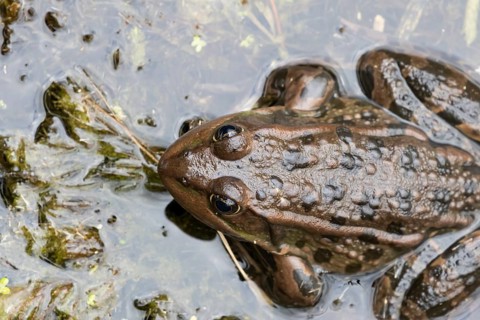 Marsh frog (Pelophylax ridibundus) adult amphibian on the water surface of a pond, England, United