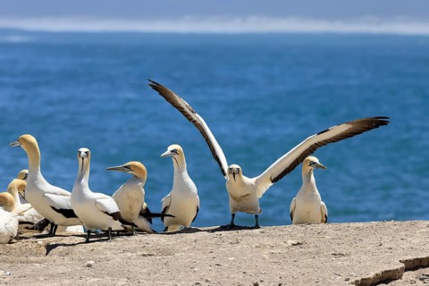 Cape Gannet (Morus capensis), adult, group, on land, Lamberts Bay, Western Cape, South Africa