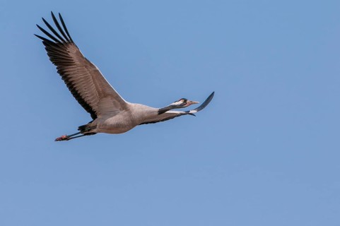 A crane (Grus grus) in flight, Fågelsjö, Gävleborg County, Sweden