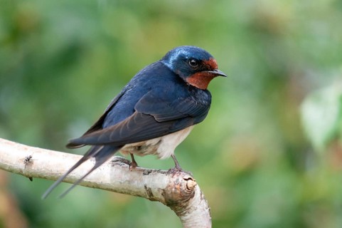 Hirundo rustica, house martin, swallow, birds, passeri, swallows, songbirds, songbirds, birds