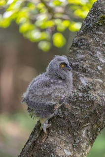 One young long-eared owl (Asio otus), sitting on a branch of a tree. Green vegetation in the