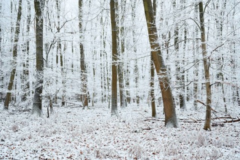 Mixed woodland with European beech (Fagus sylvatica) in winter, North Rhine-Westphalia, Germany