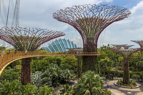 OCBC Skyway and Skywalk Experience at Supertree Observatory with an elevated walkway connecting