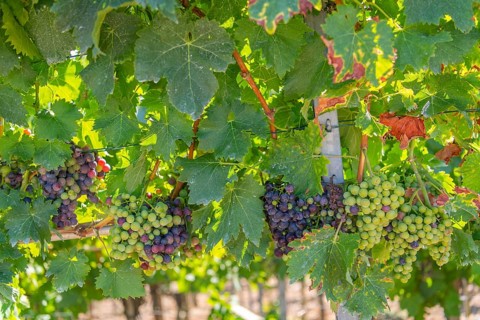 Grapes on the vine, hiking trail through the vineyards, steep slope Käsberg ground Mundelsheim am