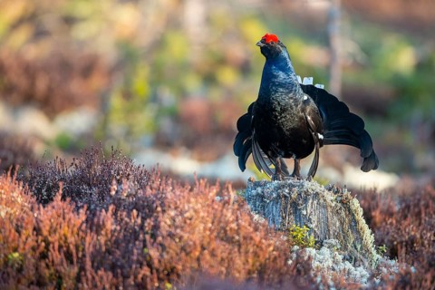 Black grouse (Lyrurus tetrix), black grouse courtship in Sweden, Fågelsjö, Gävleborgs län, Sweden