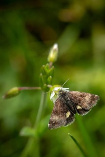 Owl moth, hornwort sunowl, hornwort mulch, noctuidae, panemeria tenebrata, butterfly, high size,