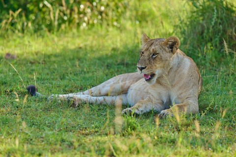 A lioness lies relaxed on green grass in the wilderness, lion (Panthera leo), Masai Mara National
