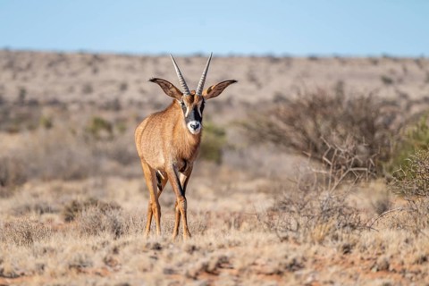 Juvenile roan antelope (Hippotragus equinus) standing in the grasslands, South Africa