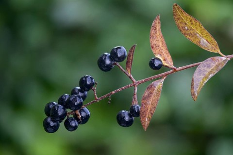 Legwood, privet, ligustrum spec., rain willow, inkberry, inkberry grape, fence bar, flora, plants,