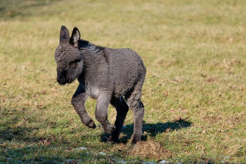 A domestic donkey foal (Equus asinus) runs on a sunny day across a pasture with dry grass. Austria