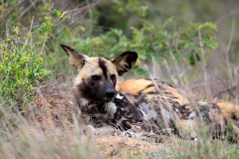 African wild dog (Lycaon pictus), adult, alert, lying down, portrait, Kruger National Park, South