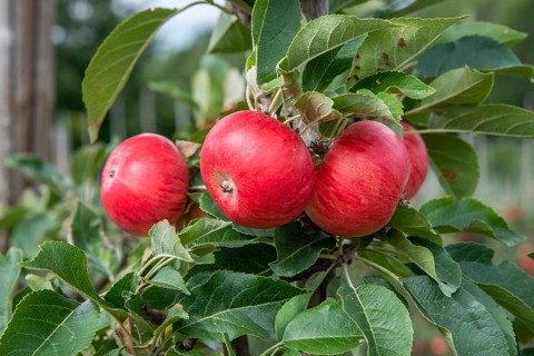 Close-up of red apples (such as the Discovery variety) in the Kivik fruit-growing district,
