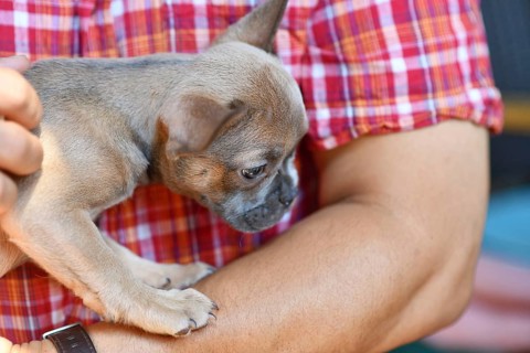 Blue sable French Bulldog puppy held in the arms of a man showing human and animal bond and new pet