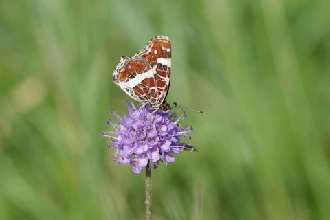 Small Ground Moth (Araschnia levana), summer generation, macro, flower, nectar