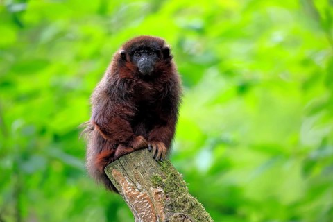 Coppery titi (Plecturocebus cupreus, syn.: Callicebus cupreus), adult, alert, sitting, tree trunk,