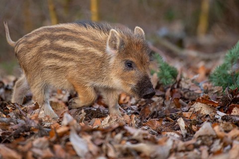 Wild boar (Sus scrofa) in the snow, fresh boar, Melle, Lower Saxony, Germany
