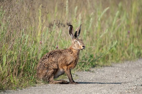 2009, Brandenburg, European hare, brown hare, Germany, Grünhäuser lake, hare-like, lagomorpha,