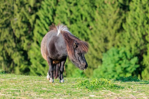 A Falabella horse stands at the edge of a forest in a green pasture on a sunny morning. The