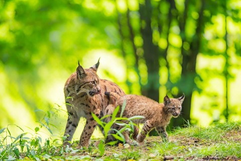 Eurasian lynx (Lynx lynx) mother with her youngster (cub) in a forest, Bavaria, Germany