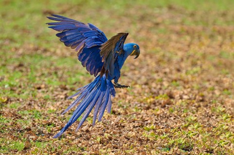 A blue hyacinth macaw in flight, its wings spread wide, Hyacinth Macaw (Anodorhynchus