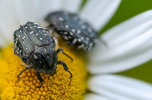Bronze-green rose beetle, marbled rose chafer, marbled golden beetle, marbled rose beetle, protäa