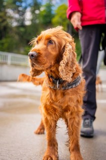 A dog with red fur on a leash on a walk in wet conditions, Krumbach, Vorarlberg, Austria