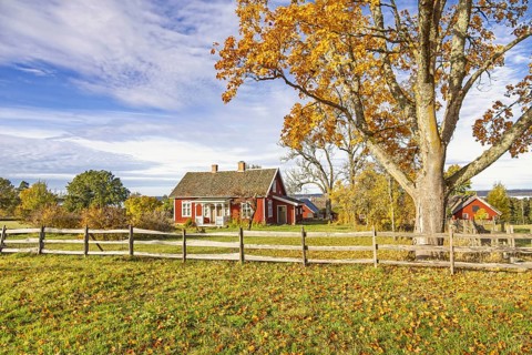 Charming red Swedish farmhouse stands in the countryside by a oak tree with golden autumn foliage