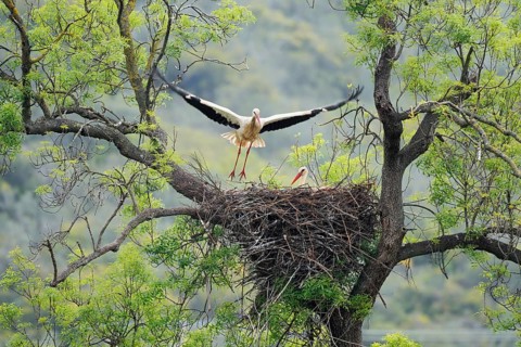 White stork (Ciconia ciconia), pair on the nest in a tree, Algarve, Portugal