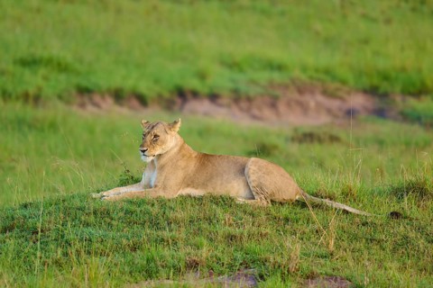 A lion rests on a grassy hill in the wild, lion (Panthera leo), Masai Mara National Reserve, Narok