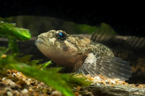 Bullhead, Cottus Gobio, European Bullhead, Millers Thumb, Mühlkoppe, Westgroppe, Common Bullhead,