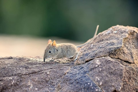 Short-eared Trunked Shrew (Macroscelides probosideus), Short-eared Elephant Shrew, Short-eared